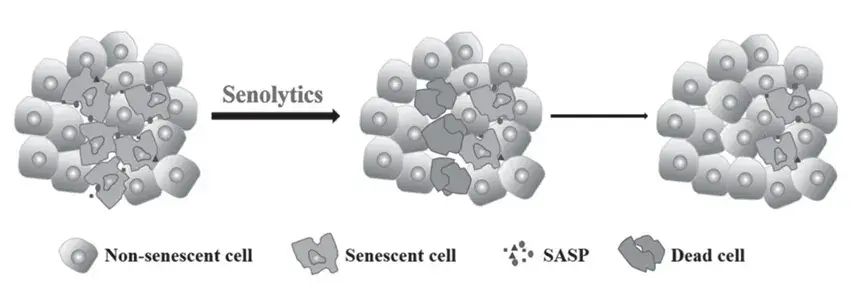 Senolytics: Fisetin, NMN, PQQ, and Other Compounds Revolutionizing Anti-Aging