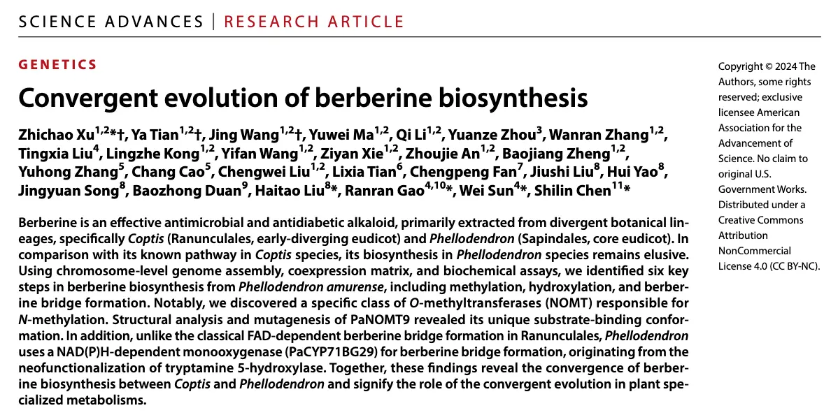 Breakthrough in Berberine Biosynthesis Reveals Convergent Evolution