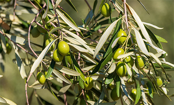 Olive Leaf Extract