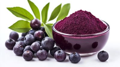 European Bilberry Extract Market Trends to Watch in 2025