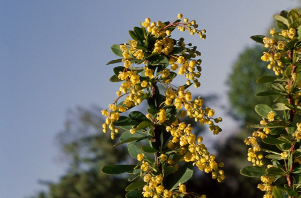 What is berberine, the supplement dubbed 'nature's Ozempic' on social media?