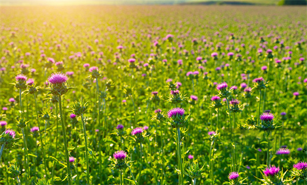 Milk Thistle Extract