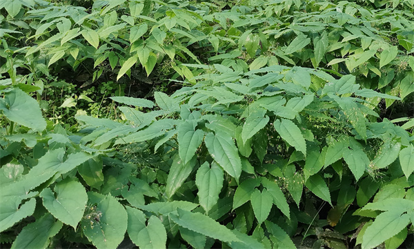Epimedium Extract