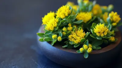 5 Reasons Why Best Rhodiola Rosea Extract Is a Must Have for Global Buyers