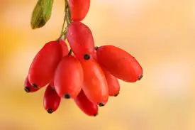 Berberine Breakthrough: New Clinical Findings Unveil Multifaceted Health Benefits