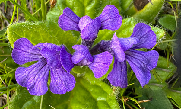 Ajuga Extract