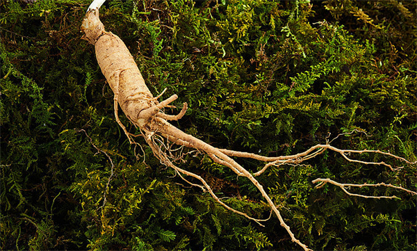 Ginseng Extract