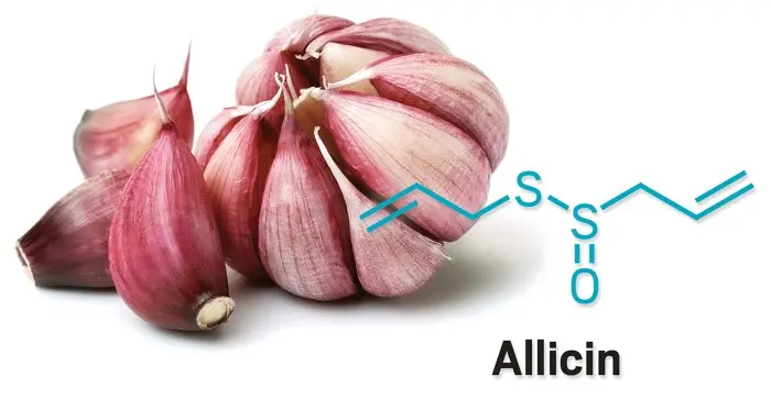 Research Highlights Potent Health Benefits of Allicin, Garlic’s Active Compound