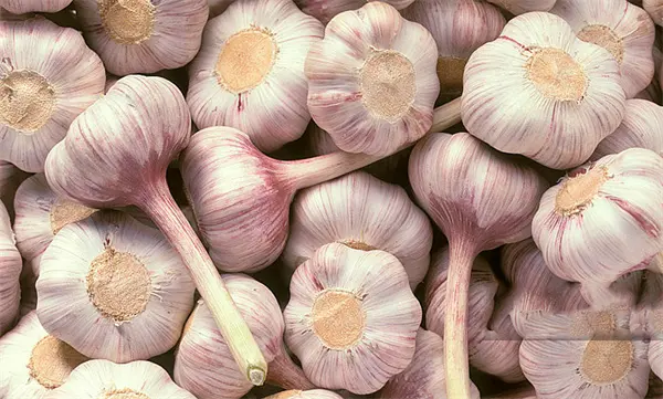 Garlic Extract