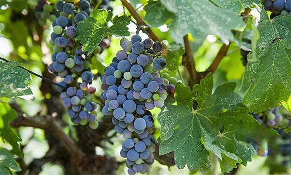 Grape Seed Extract (GSE)