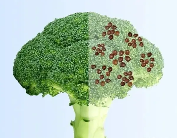 Sulforaphane: A Natural Champion in the Fight Against Chronic Diseases