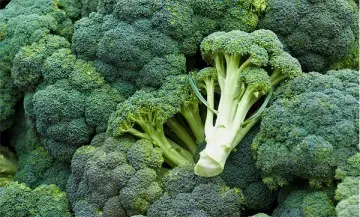 Broccoli Seed Extract