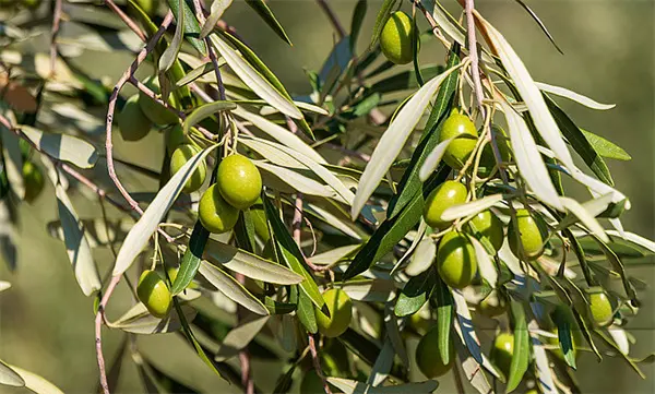 Olive Leaf Extract