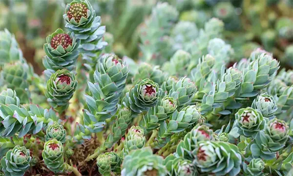 Rhodiola Rosea Extract