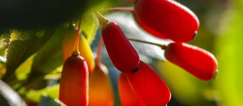 Berberine Emerges as a Multi-Organ Protector: New Research Highlights Its Therapeutic Versatility