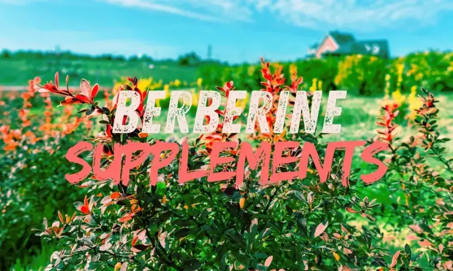 Berberine: From Ancient Remedy to Modern Therapeutic Agent