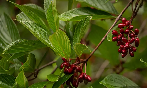 Berberis Extract (Berberine HCl)