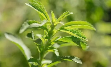 Stevia Extract