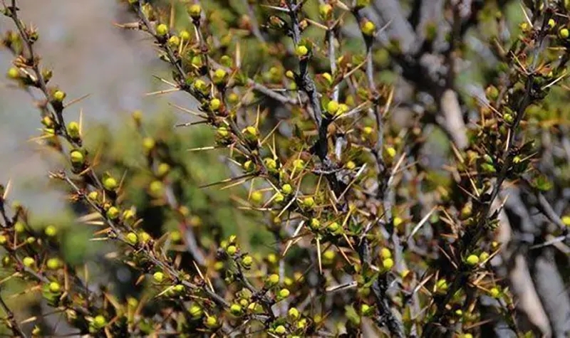 Berberine: An Ancient Remedy Finds Its Calling in Gut Health