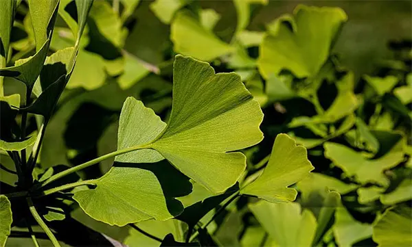 Ginkgo Biloba Extract