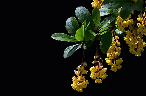 Nature' s Ozempic: A Look Into the Supplement Berberine
