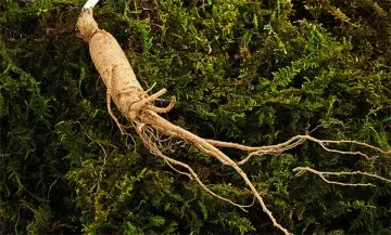 Ginseng Extract