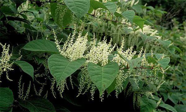 Resveratrol