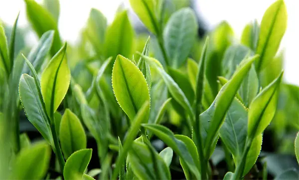 Green Tea Extract