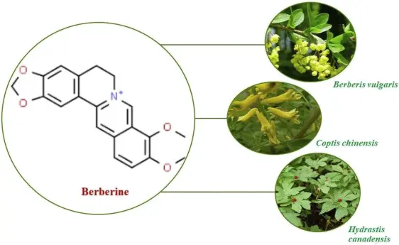 New Research Highlights Berberine’s Potential to Prevent and Treat Cognitive Dysfunction