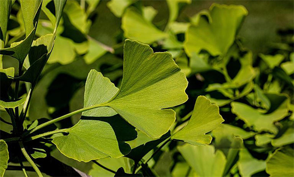 Ginkgo Biloba Extract