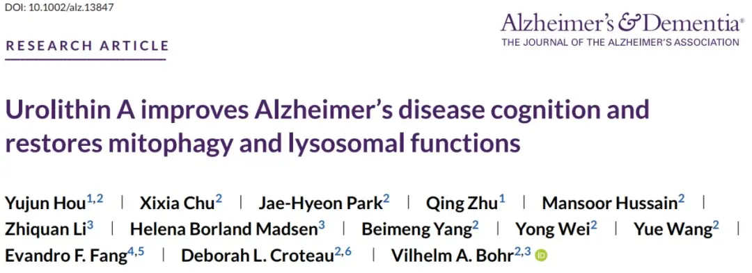 Urolithin A Shows Promise in Treating Alzheimer’s Disease