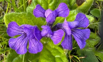 Ajuga Extract