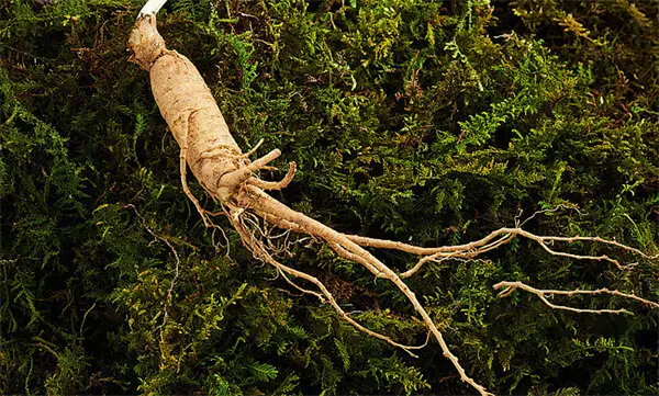 Ginseng Extract