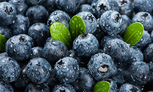 European Bilberry Extract