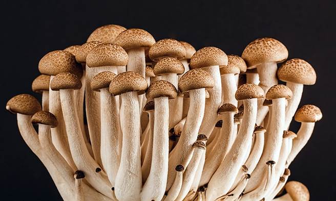 Can Eating Mushrooms Extend Lifespan by 20%? Cell Study Unveils Ergothioneine’s Remarkable Anti-Aging Power via NAD+ Boosting