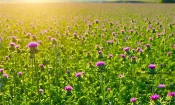 Milk Thistle Extract