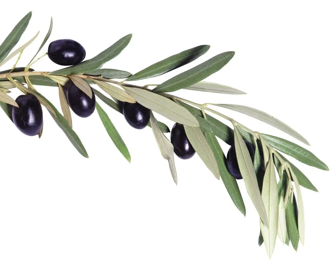 Natural Breakthrough: Olive Leaf Extract Emerges as Promising Support for Menopausal Health