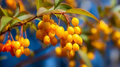 Ultimate Guide to Understanding the Benefits of Berberis Extract and Berberine Hcl for Your Health