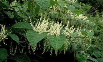 Resveratrol
